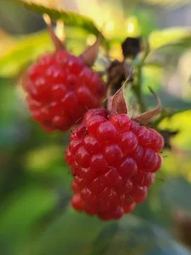 Close-up of bright raspberry in summer sunlight Stock Photos