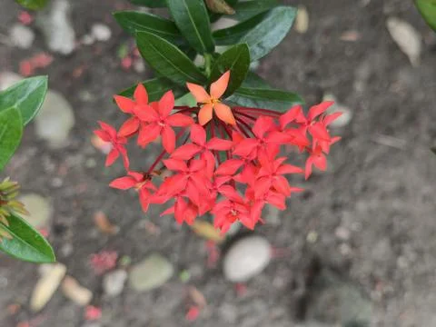Close-up of Bright Red and Single Orange Flowers with Green Leaves Foto stock