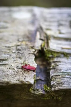 Close-up of a bright red beetle crawling on old weathered wooden log, green.. Stock Photos