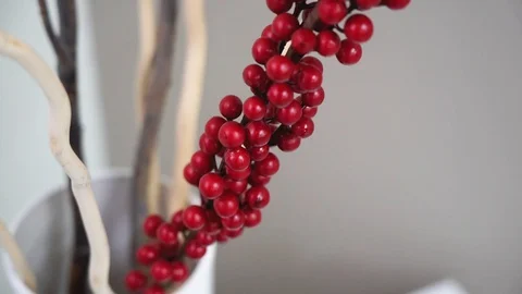 Close up. Bright red berries on a branch. Beautiful berries. Stock Footage 129043569