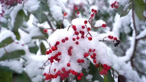 Close up of bright red berries covered in fresh white winter snow 動画素材 342217415