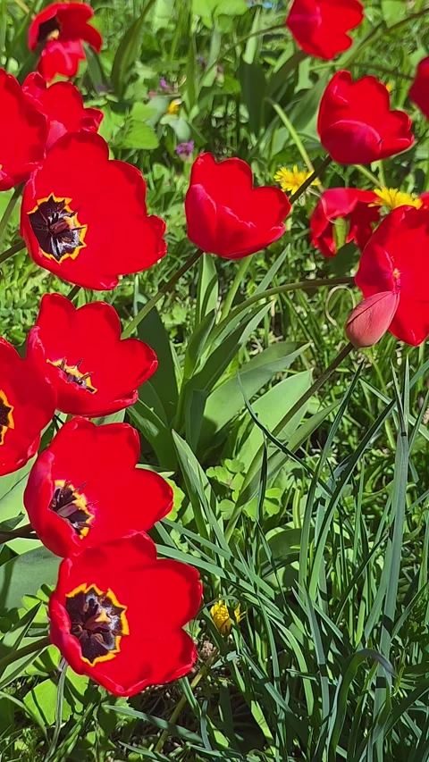 Close-up of bright red blooming tulips swaying gently in wind under bright .. Vídeos de archivo 334447965