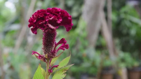 Close-up of bright red celosia or velvet flower Stock Footage 294661834