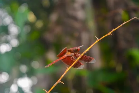 Close-up of a bright red dragonfly attached to a plant on a blurry background Stock Photos