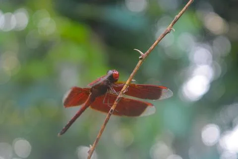 Close-up of a bright red dragonfly attached to a plant on a blurry background Stock Photos
