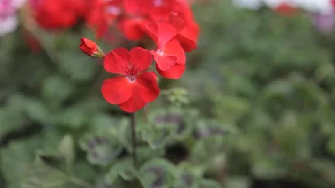 Close-up of bright red geranium flower blooming in a park garden Vidéo 341032835