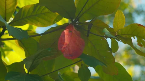 Close-up of a bright red hibiscus bud ready to bloom. Stock Footage 324771556