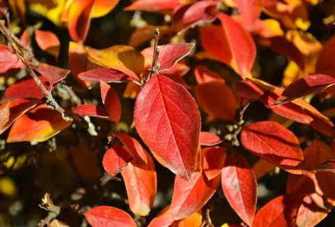 Close-up of a bright red leaf on a branch of a shrub Foto stock