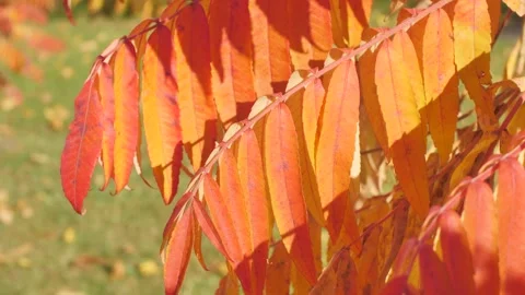 A close-up of bright red long autumn leaves swaying gently. Stock Footage 293782828