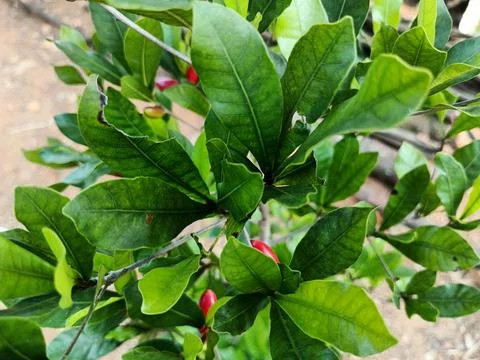 Close Up of Bright Red Miracle Fruit Berries on Green Bush Stock Photos