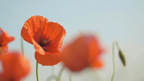 Close-up of bright red poppies in the sun against a blue sky, in Bosnia Stock Footage 241602731