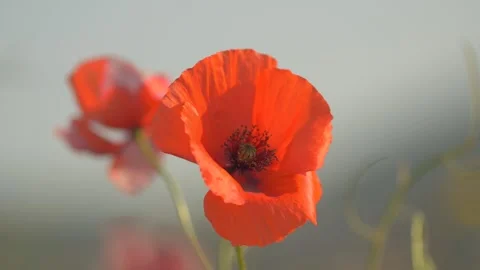 Close-up of bright red poppies in the sun against a blue sky, in Bosnia Stock Footage 244010659