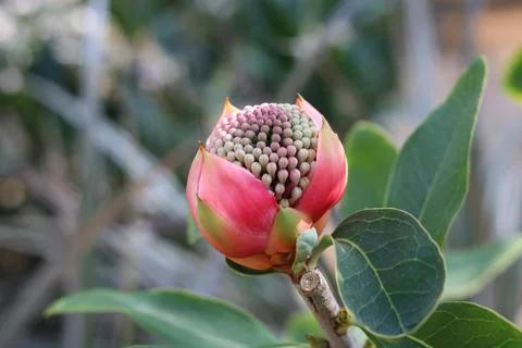 Close up of bright red protea flower bud against foliage background Stock Photos