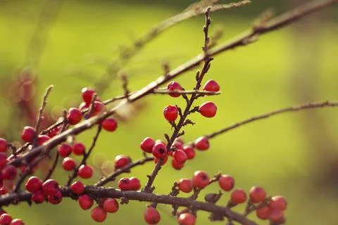 Close-up of bright red rockspay cotoneaster berries growing on delicate bra.. Stock Photos