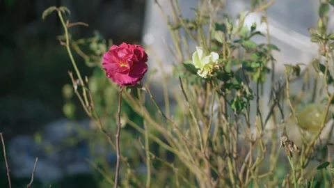 Close-up of a bright red rose softly swaying in the breeze, its petals Stock-Footage 331140273