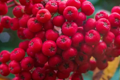 Close up on bright red Rowan tree berries or Mountain Ash fruit in Cornwall Фото