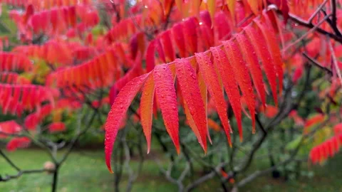 Close-up of Bright Red Sumac Leaves Covered in Dew Drop Vídeos de archivo 348003844