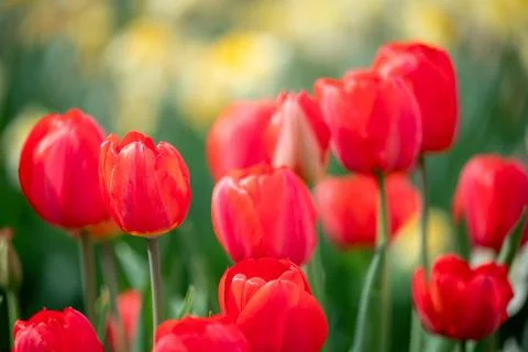 Close up of bright red tulips in full bloom Stock Photos