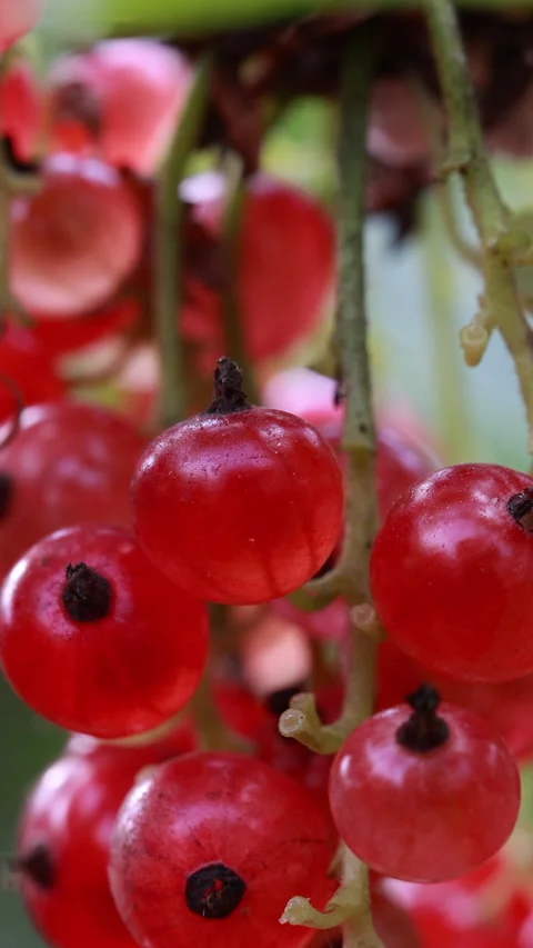 Close up of bright ripe red currant berries hanging on branch. Vertical 動画素材 331851178