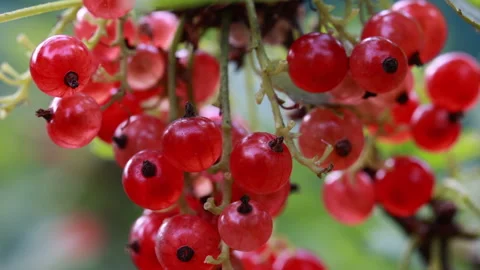Close up of bright ripe red currant berries hanging on branch Stock Footage 333744113