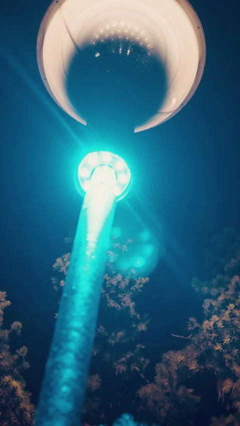 Close-Up of Bright Street Light with Tree Silhouette at Night Stock Footage 310333558