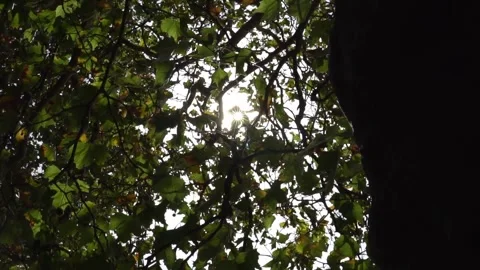 Close Up of Bright Sunburst Shining Through Tree Canopy Leaves Stock Footage 341906525