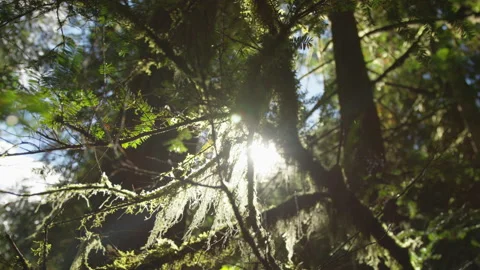 Close up of Bright Sunlight Shining Through Mossy Tree Branches in Forest During Stock Footage 218465129