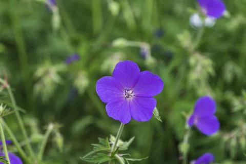 Close up of Bright Violet Geranium on Green Background 库存照片