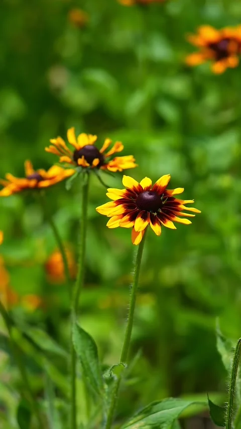 Close Up of Bright Yellow and Maroon Coneflowers in a Summer Garden China Stock Footage 338314469