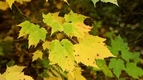 Close-up of bright yellow autumn-colored leaves that are moving in the wind Stock Footage 255149372