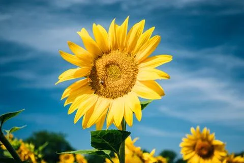 Close up of bright yellow bloomng sunflowers field in sunny summ Stock Photos