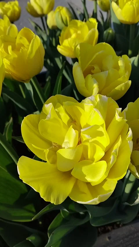 Close up of bright yellow double tulip flowers blooming in spring garden Stock-Footage 333514581