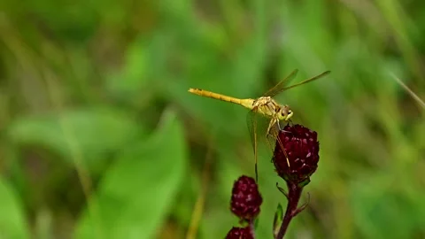 Close up of a bright yellow dragonfly perched on a dark purple flower  Stock Footage 135949490