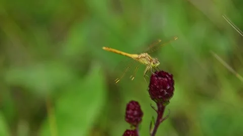 A close-up of a bright yellow dragonfly perched on a dark purple flower Stock Footage 139659462