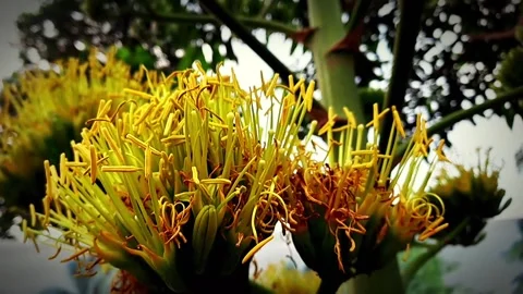 Close-Up of Bright Yellow Flowers Approached by Honey Bees with a Bright Sky Bac Stock Footage 307805003