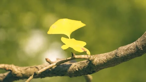 Close up of bright yellow ginkgo leaves on a tree branch in autumn Stock Footage 342007883