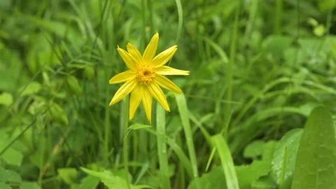 Close-up of bright yellow Heartleaf Arnica wildflower blowing in a light wind Stock Footage 134656587