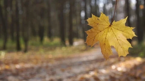 Close bright yellow leaf sways against blurred trees in park Stock Footage 124669586