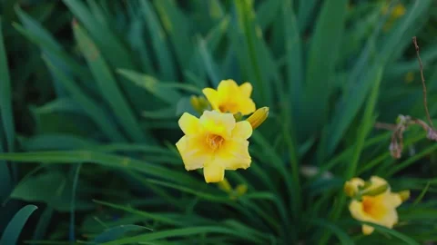 A close-up of a bright yellow lily in full bloom, surrounded by deep green Stock-Footage 294376165