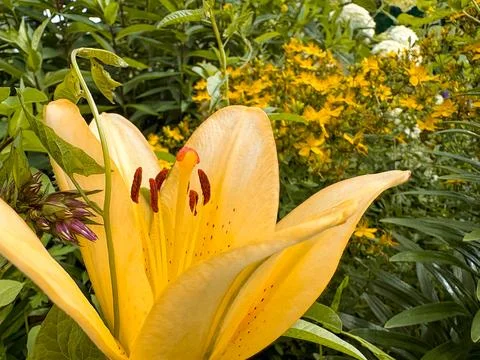 Close-up of bright yellow lily with orange stamens in green garden, macro Stock Photos