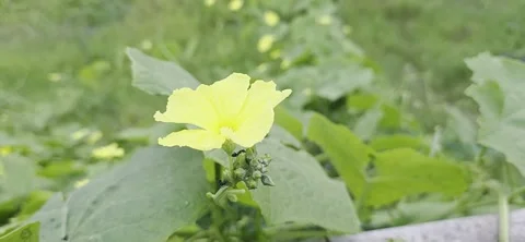 Close-up of Bright Yellow Luffa Flower with Black Ants on Green Buds Swaying Vidéo 337124310