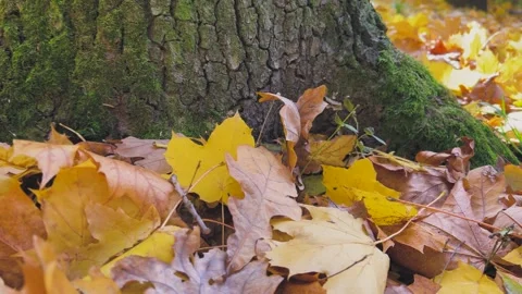Close-up of bright yellow-orange fallen maple leaves on the ground. Stock Footage 321148191