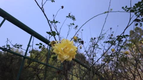 Close Up of a Bright Yellow Rose Blooming on a Fence Against a Clear Blue Sky Stock Footage 329798307