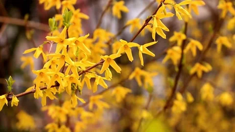 Close up of bright yellow spring flowers of forsythia blooming Stock Footage 331873440