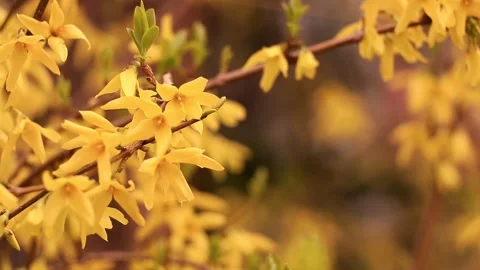 Close up of bright yellow spring flowers of forsythia blooming Stock Footage 331873483