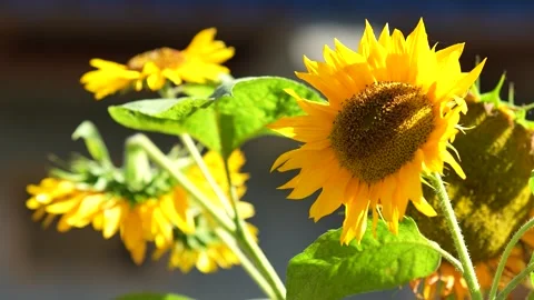 Close-Up of Bright Yellow Sunflowers Stock Footage 316891482