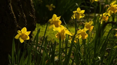 Close-Up: Bright Yellow Wild Daffodils in Dublin Stock Footage 128928302