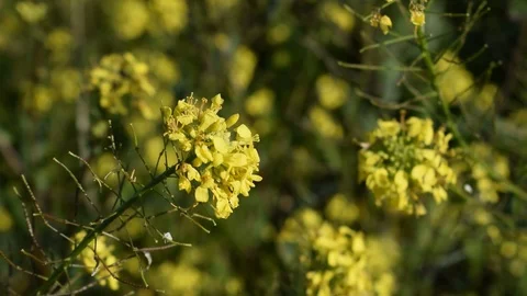 Close up of bright yellow wild mustard flowers blooming in a sunny field Stock Footage 123958147