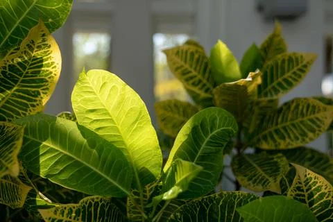 Close up to brighten leaf with pattern of leaf line that receives the sunli.. Stock Photos