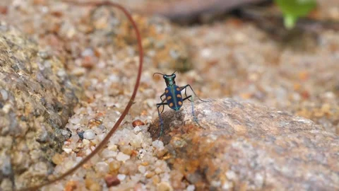 Close-up of brightly colored beetle with spotted pattern on rocky Stock Footage 280198407